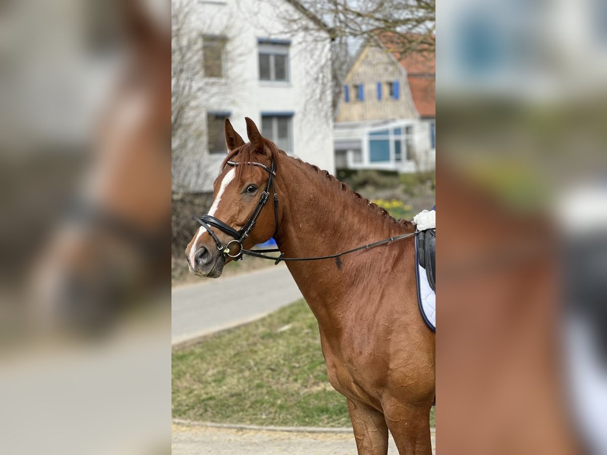 Bayerisches Warmblut Wallach 9 Jahre 178 cm Fuchs in Laupheim
