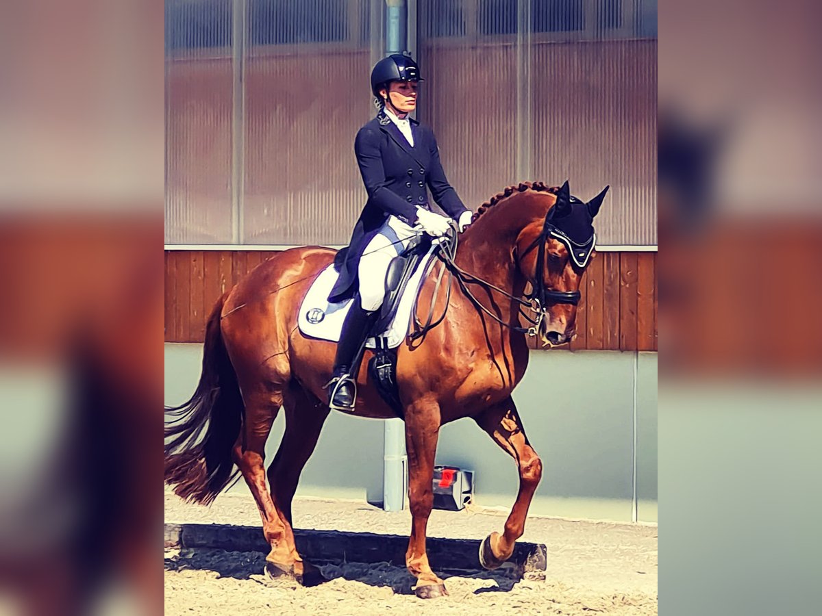 Bayerskt varmblod Valack 16 år 173 cm fux in Ebreichsdorf