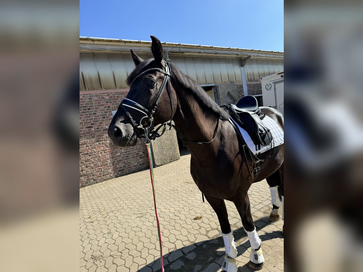 Cheval de sport allemand Hongre 4 Ans 170 cm Noir in Willich