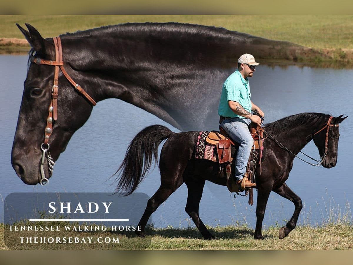 TTC horse黒　61個 Tennessee walking horse Gelding 11 years 15 hh Black in Parkers