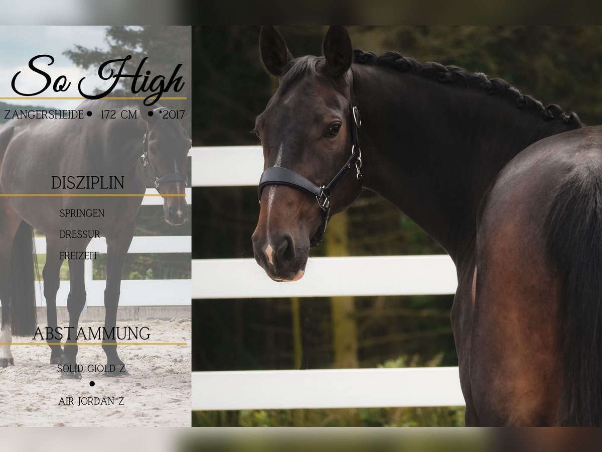 Zangersheider Mare 9 years 16.3 hh Bay-Dark in Nettersheim