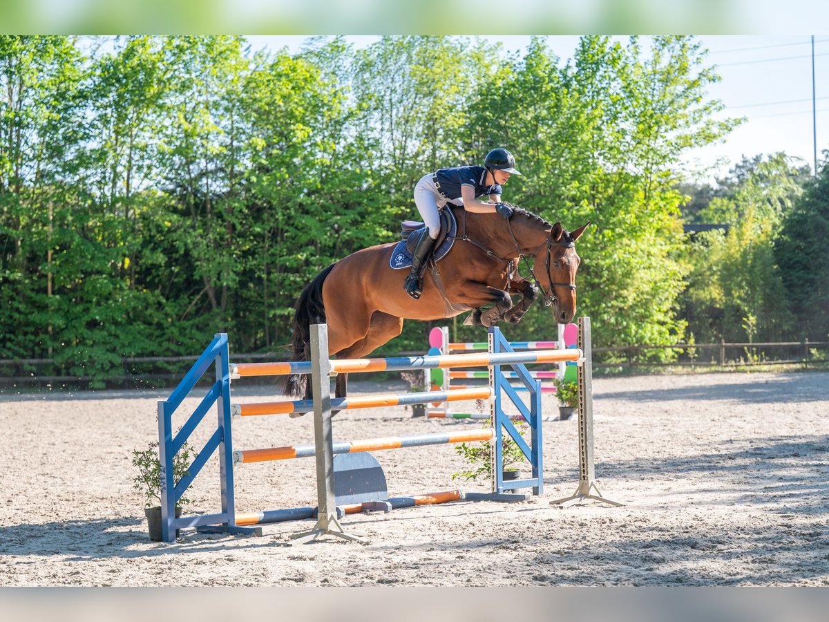 趣味・スポーツ・実用 LEX STUD STALLION REVIEW 1992 Anglo European Studbook Mare 7 years 16.3 hh Brown in Grote-Brogel