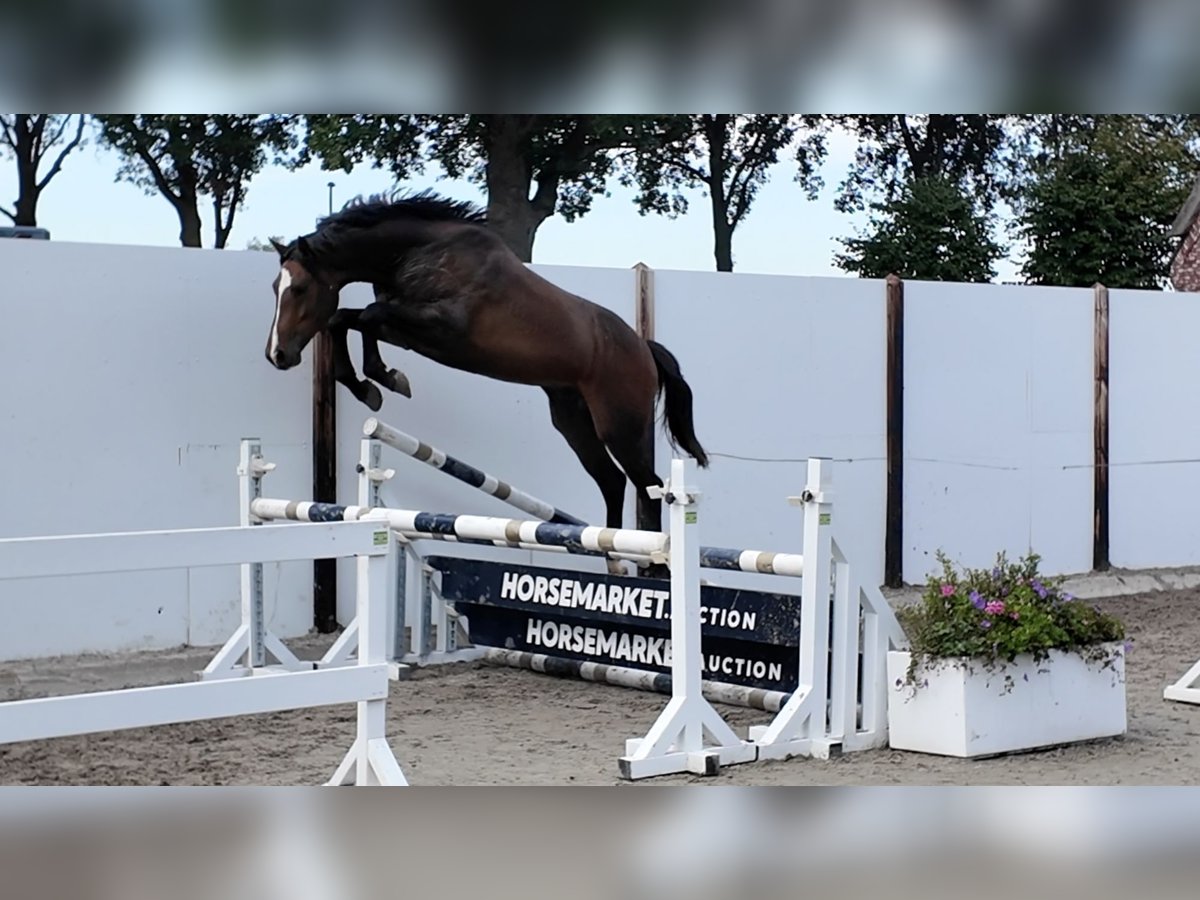 んん KWPN Gelding 3 years 15.1 hh Chestnut in Waddinxveen