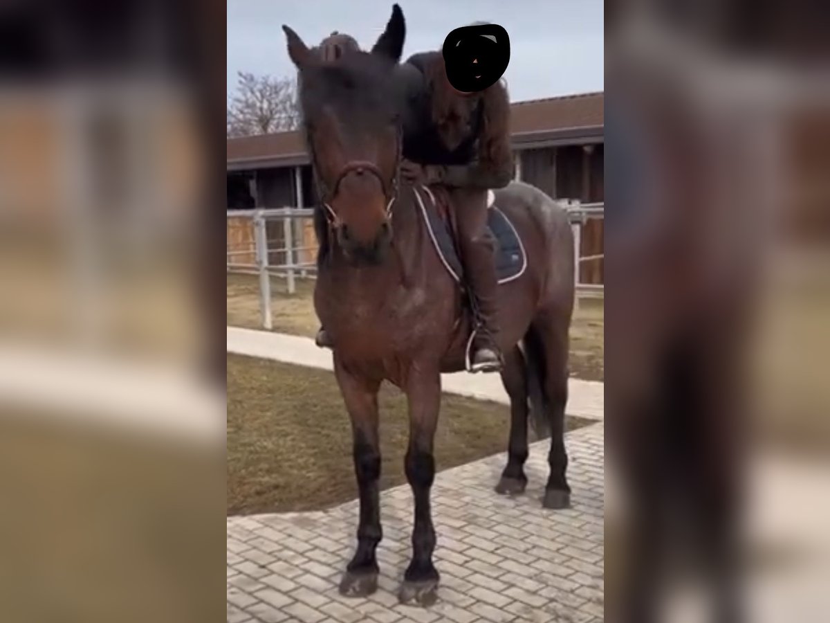 Beberbecker horse Gelding 10 years Brown in Gars am Kamp