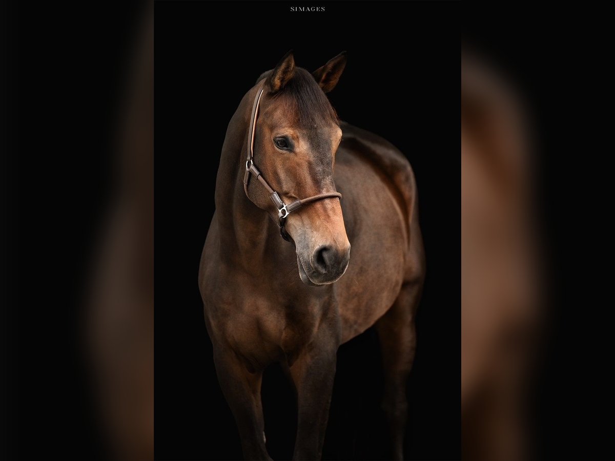 Belga Castrone 10 Anni 180 cm Baio in Allerheiligen bei Wildon