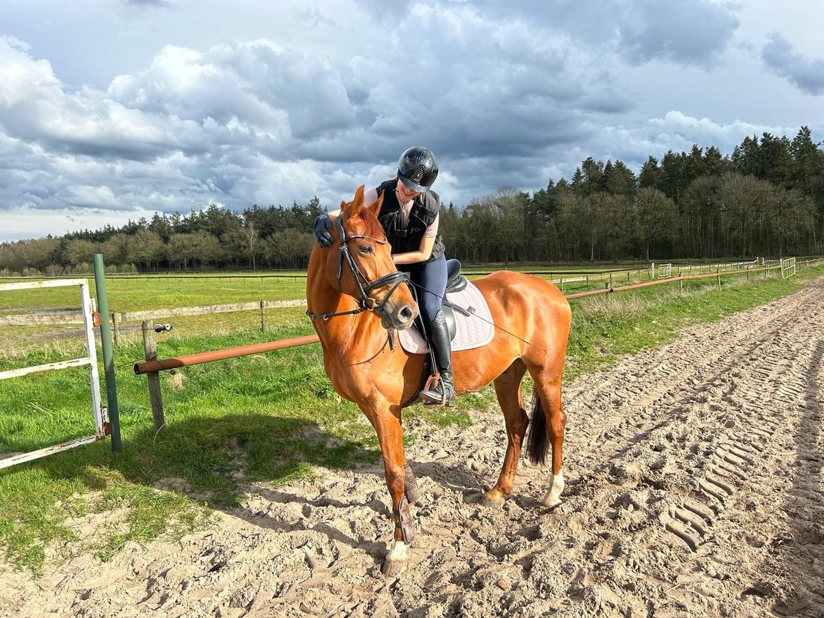 Belga Castrone 12 Anni 164 cm Sauro in Eindhoven