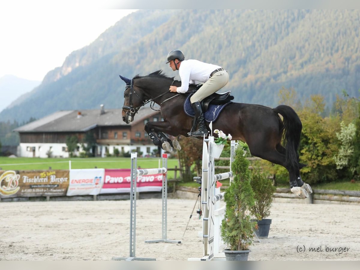 Belga Castrone 12 Anni 176 cm Baio nero in Igls