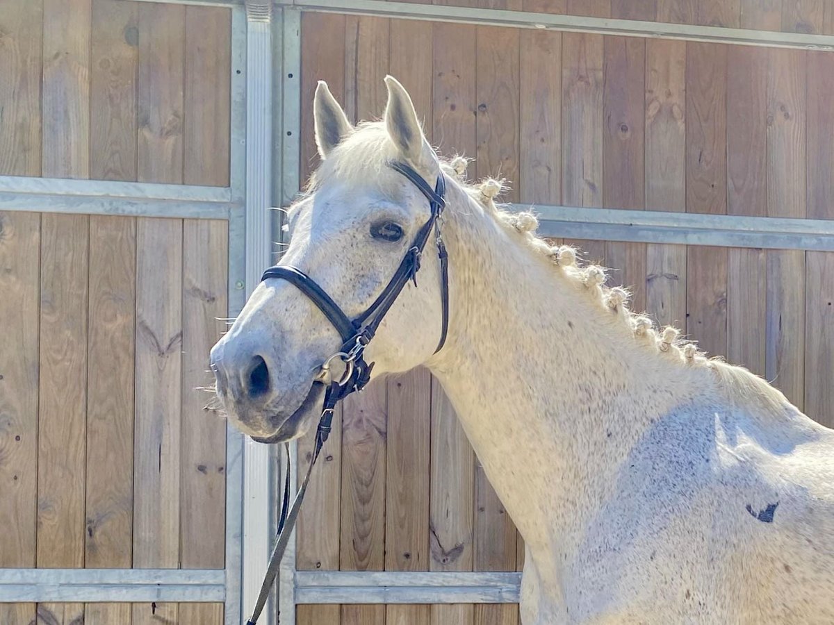 Belga Castrone 13 Anni 170 cm Grigio in Santa Susanna