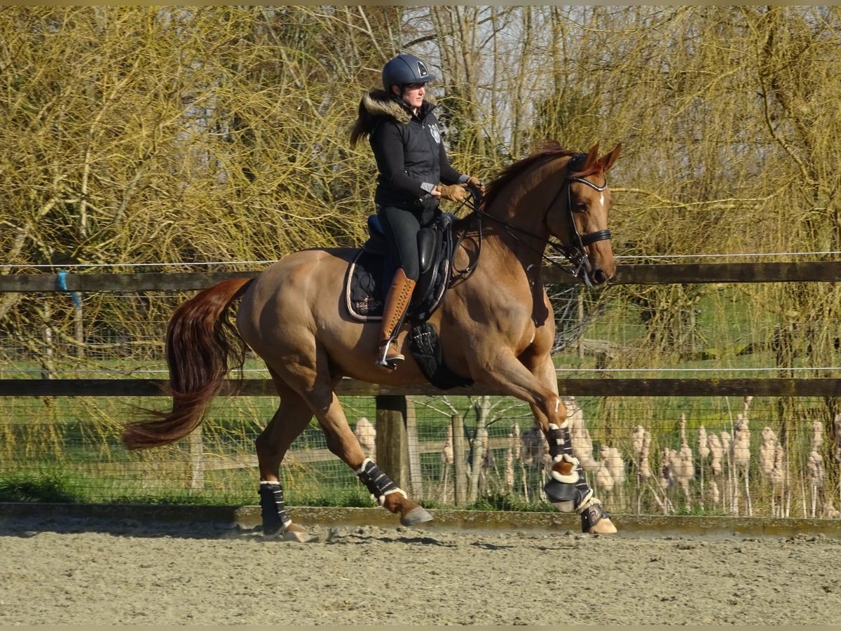 Belga Castrone 13 Anni 172 cm Sauro in Poperinge