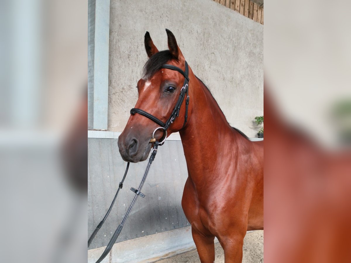 Belga Castrone 4 Anni 163 cm Baio chiaro in Zottegem