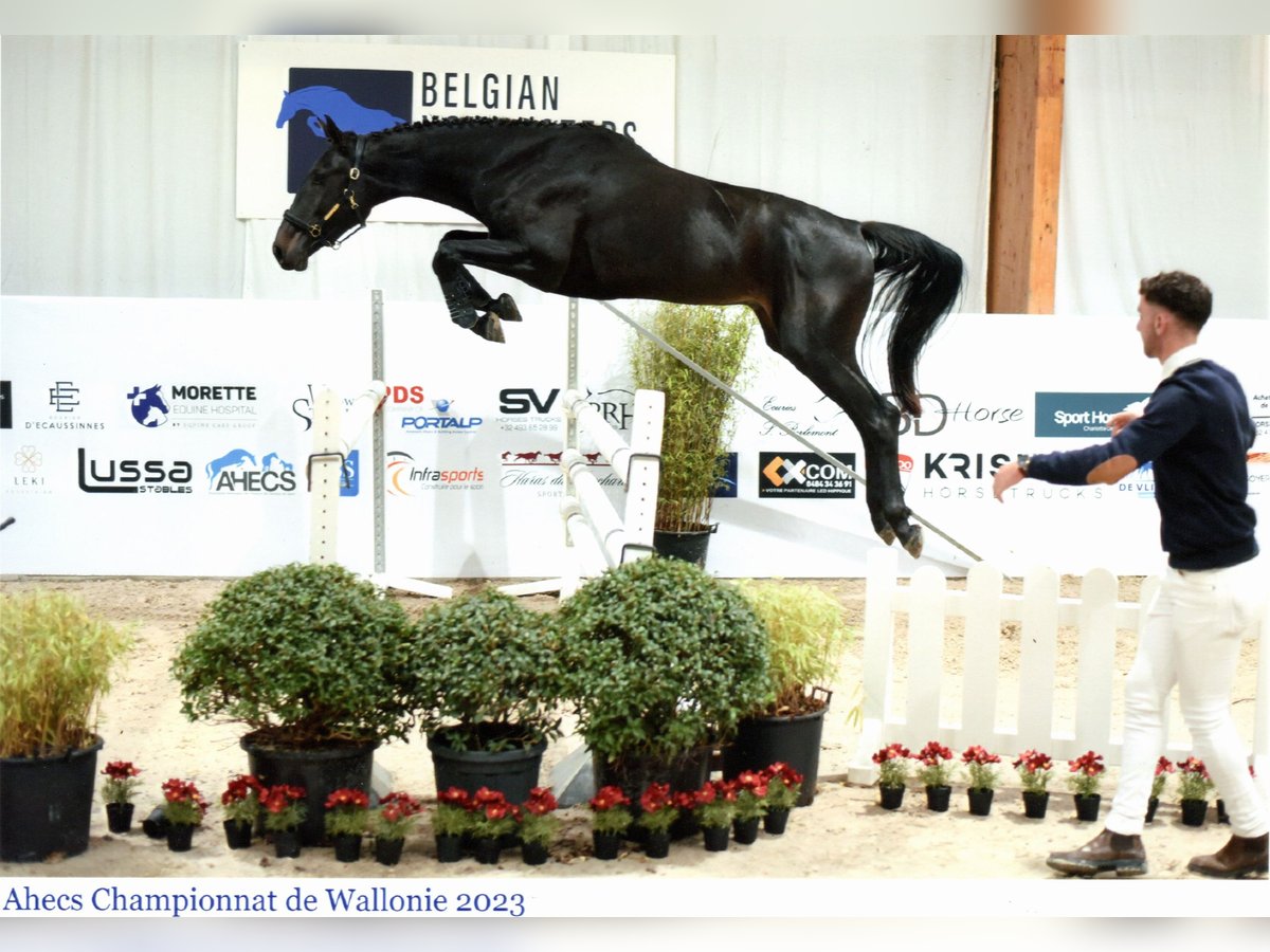 Belga Castrone 4 Anni 172 cm Baio scuro in Malèves-Sainte-Marie-Wastinnes