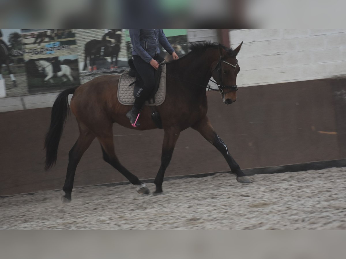 Belga Castrone 4 Anni 175 cm Baio in Achtmaal Belga Castrone 4 Anni 175 cm Baio in Achtmaal