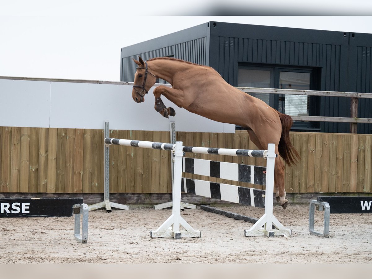 Belga Castrone 4 Anni 176 cm Sauro in Wijchmaal