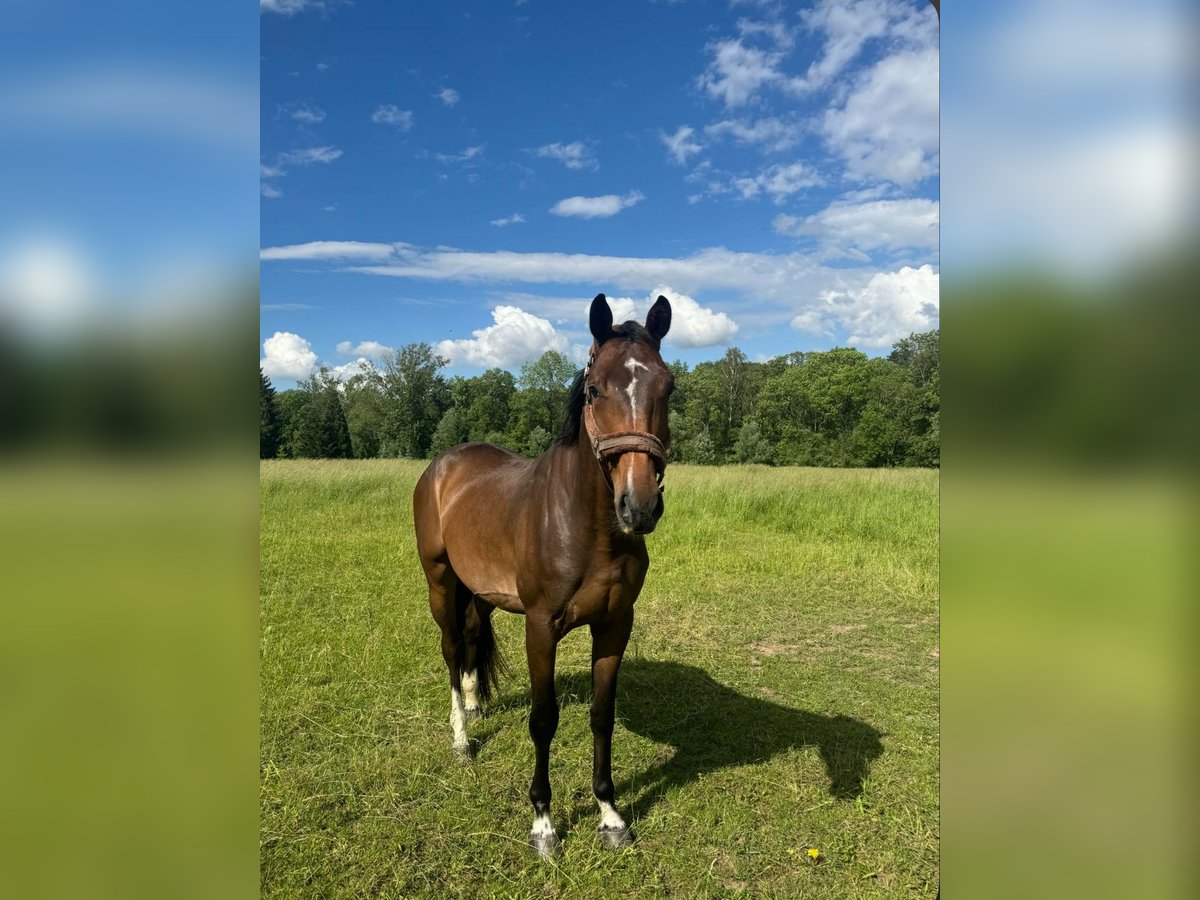 Belga Castrone 5 Anni 165 cm Baio scuro in Gera