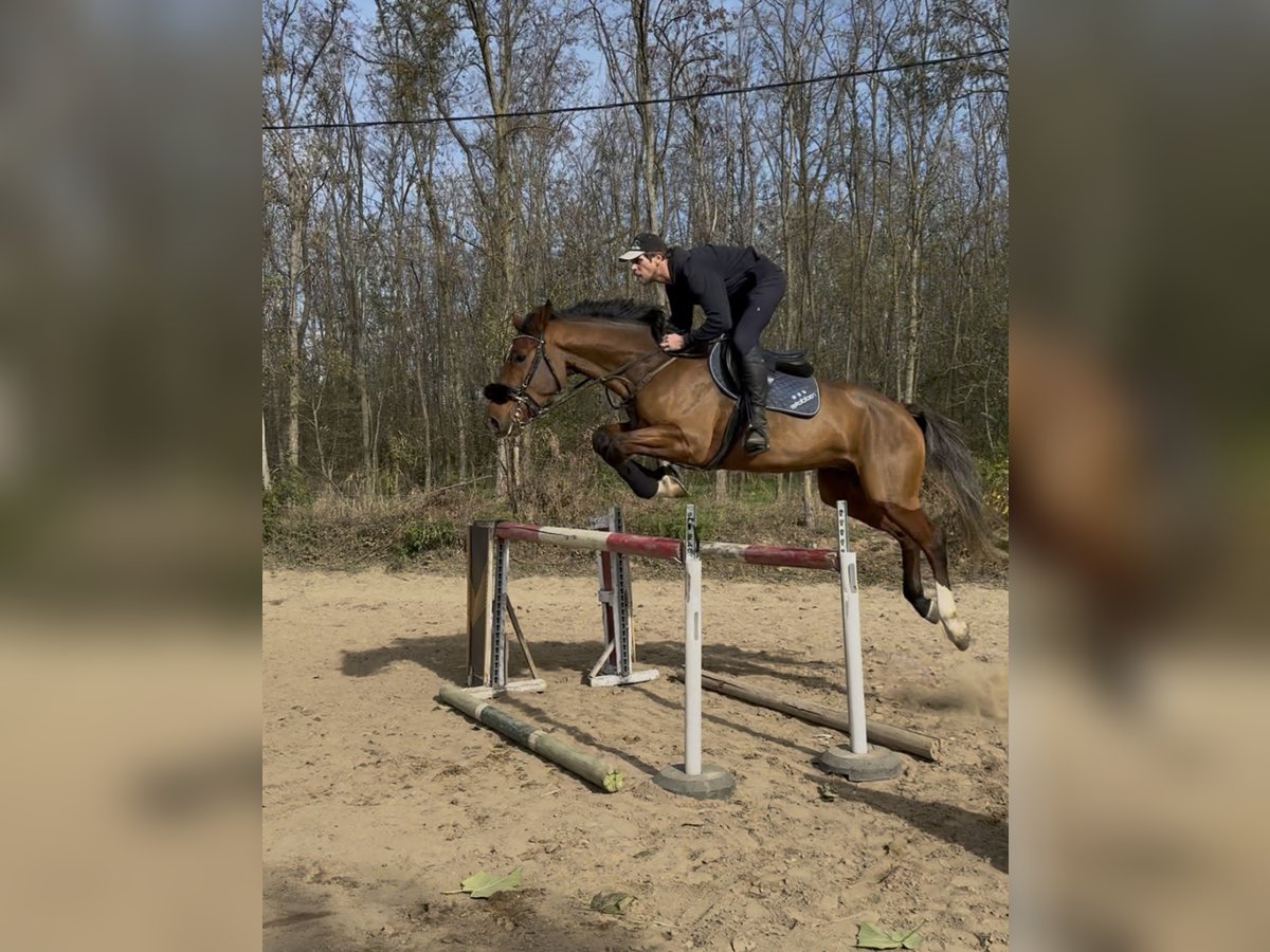 Belga Castrone 5 Anni 175 cm Baio ciliegia in Csömör Belga Castrone 5 Anni 175 cm Baio ciliegia in Csömör