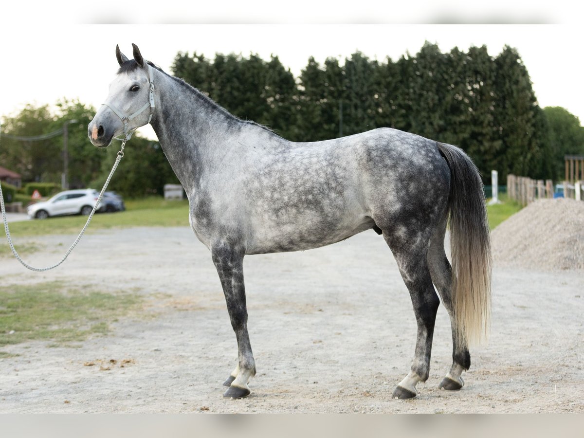 Belga Castrone 6 Anni 175 cm Grigio in Boutersem