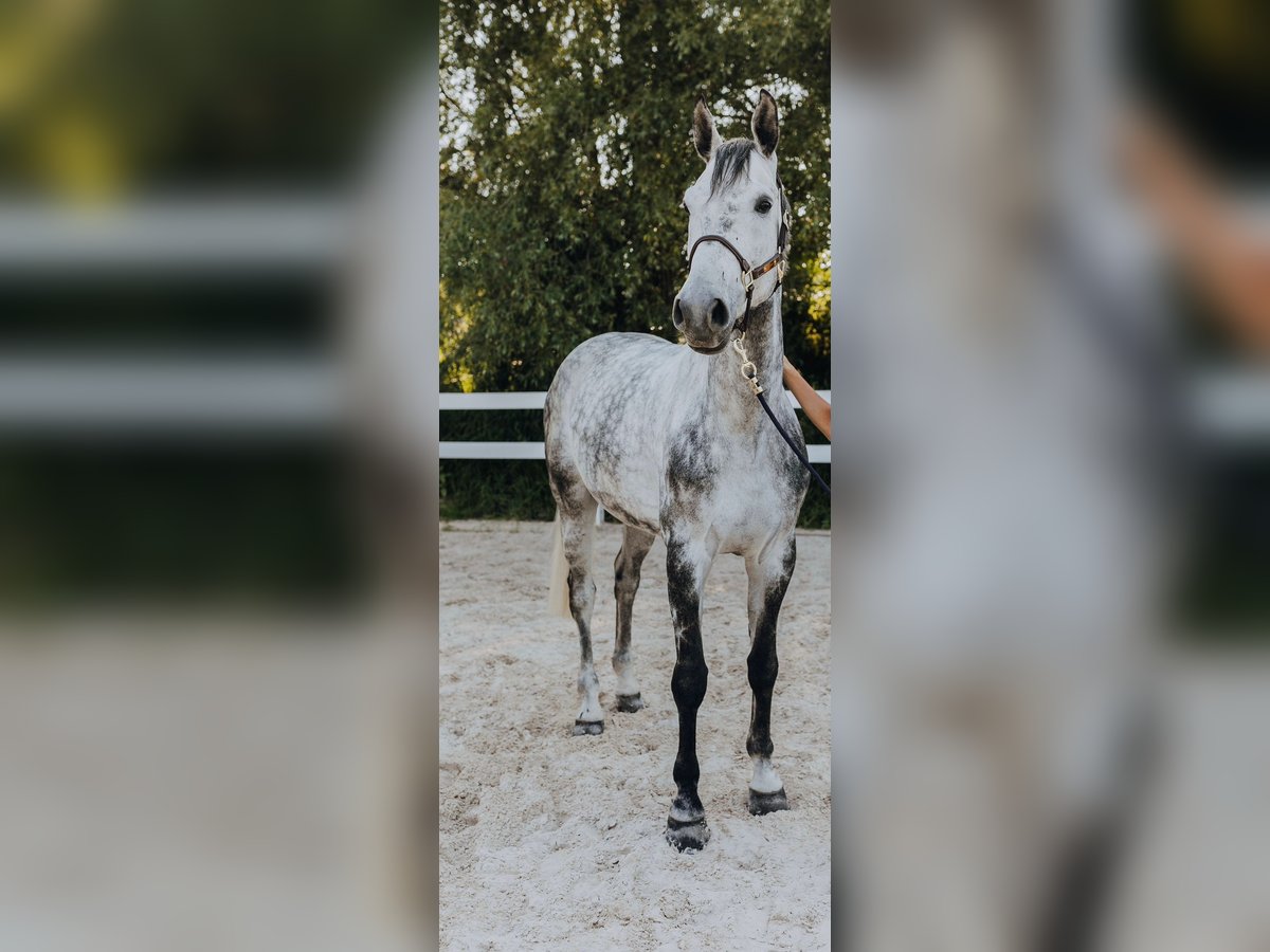 Belga Castrone 9 Anni 170 cm Grigio in Loiching