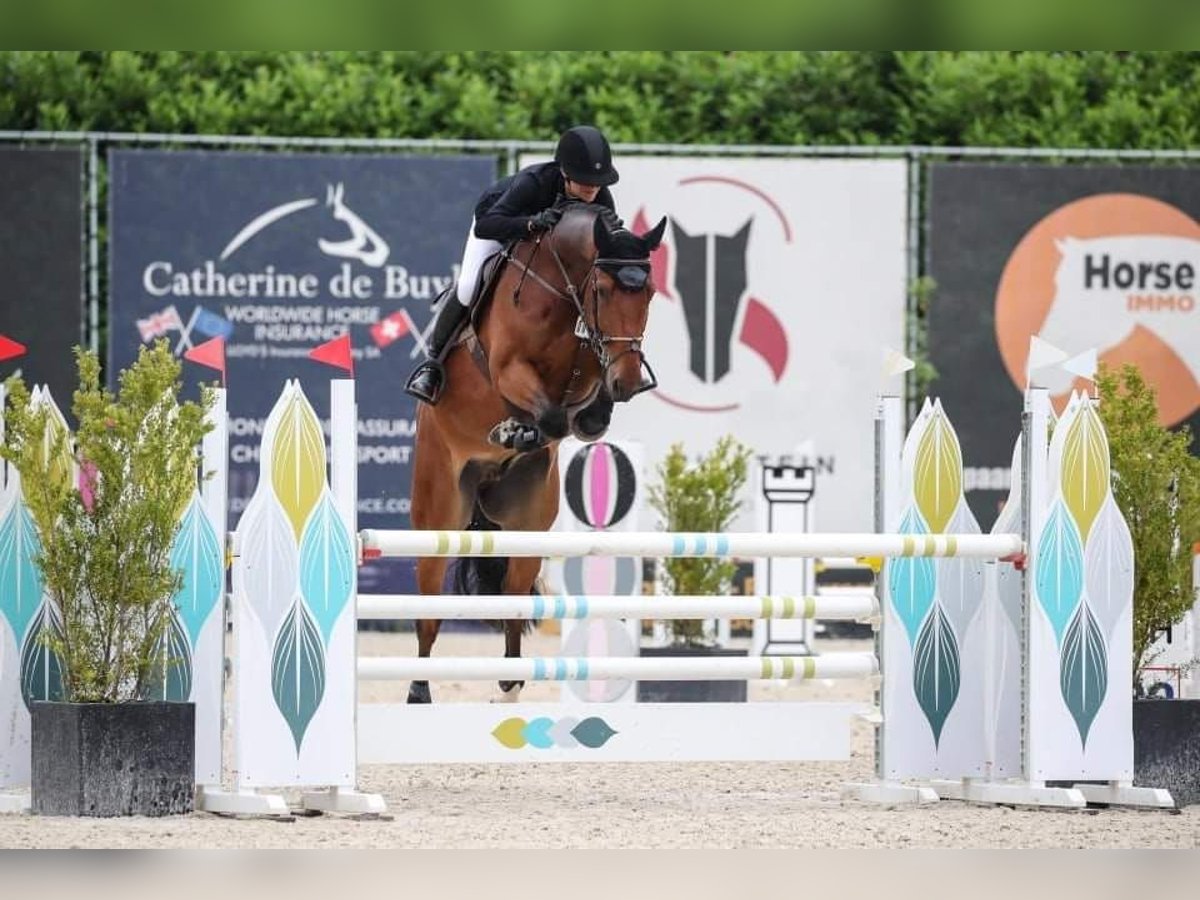 Belga Castrone 9 Anni 172 cm Baio ciliegia in Antwerp