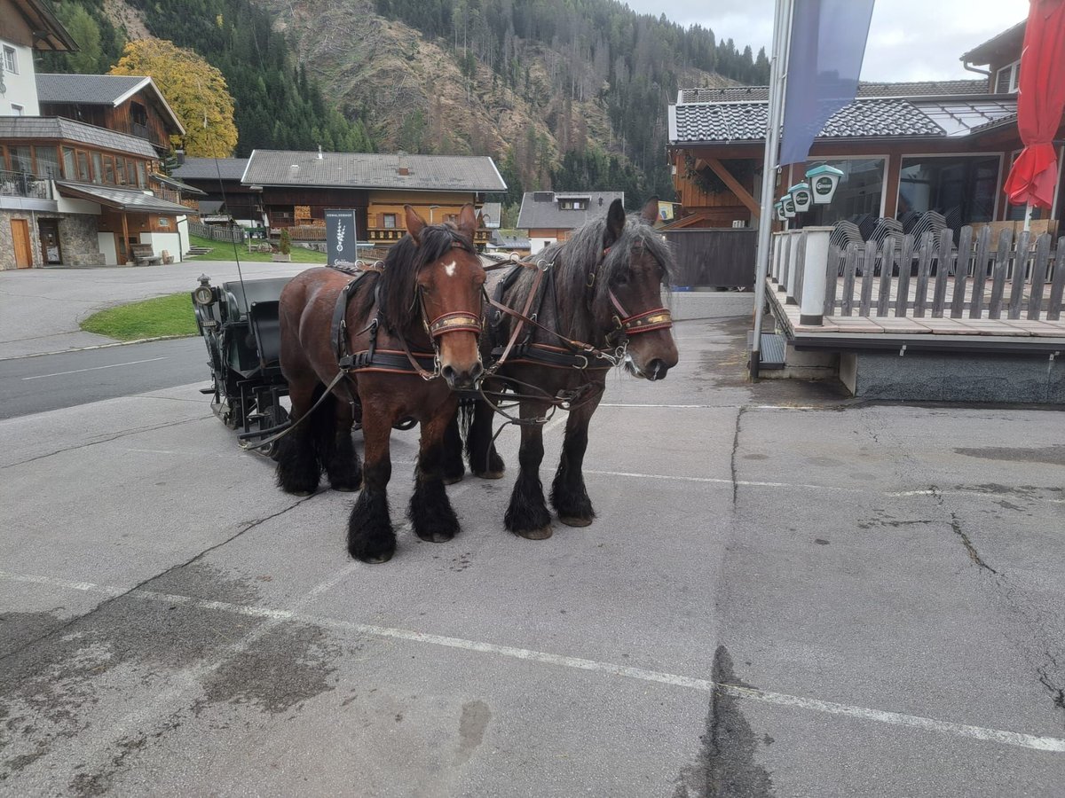 Belga da Tiro Castrone 12 Anni 170 cm in Obertilliach