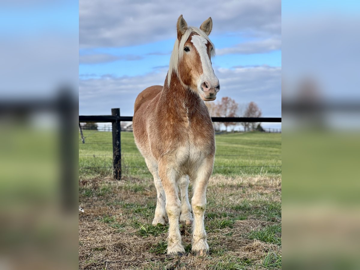 Belga da Tiro Castrone 14 Anni 182 cm Baio chiaro in Lexington