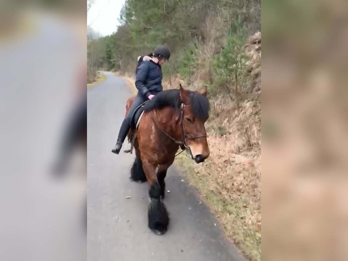 Belga da Tiro Castrone 14 Anni in Obertilliach