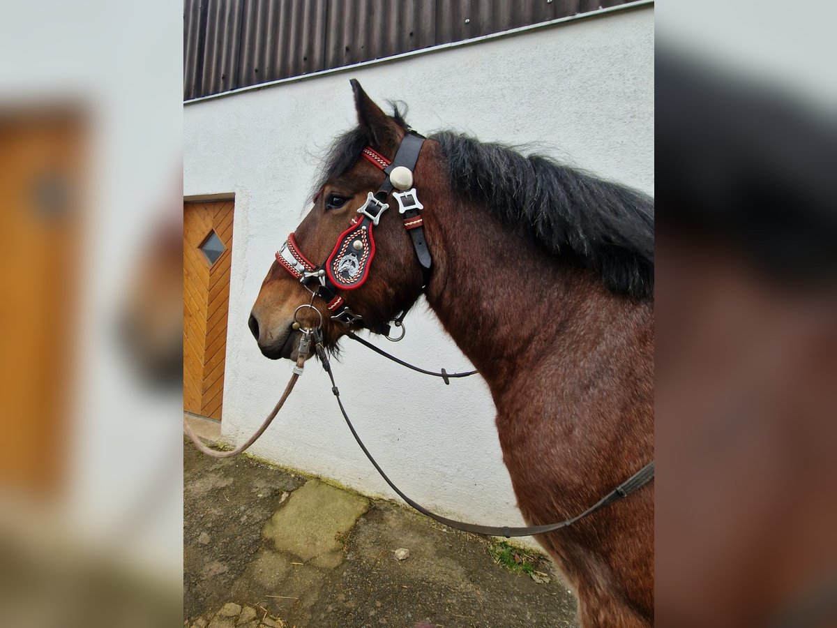 Belga da Tiro Castrone 3 Anni 158 cm Baio in Nettersheim