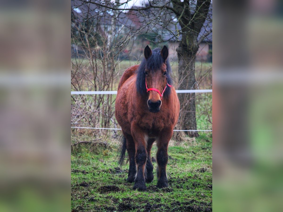 Belga da Tiro Giumenta 20 Anni 165 cm Baio in Oberhausen