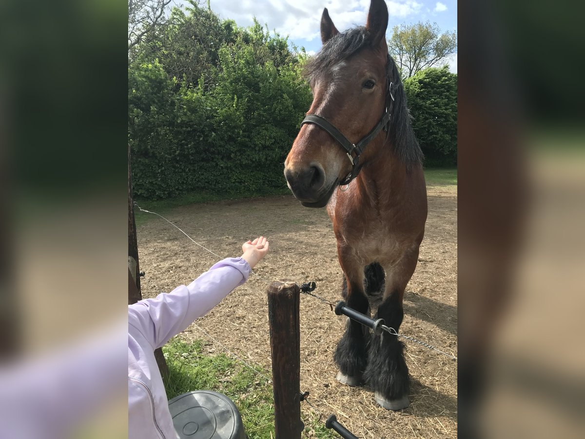 Belga da Tiro Giumenta 4 Anni Falbo baio in Lebbeke