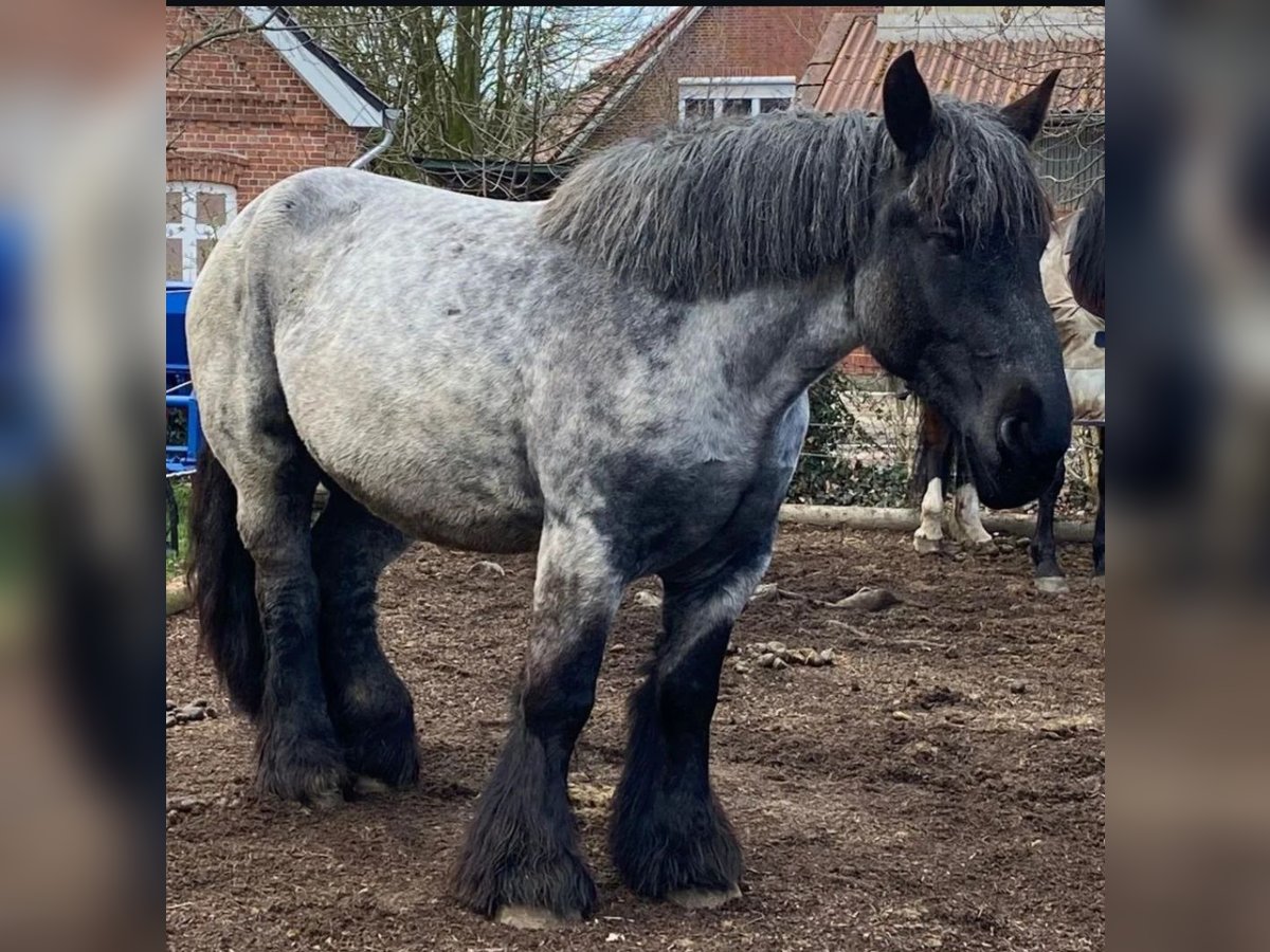 Belga da Tiro Giumenta 6 Anni 165 cm Leardo in Neufahrn in Niederbayern