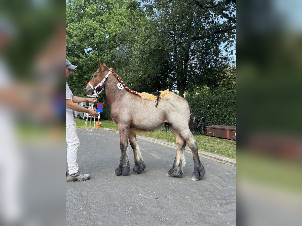 Belga da Tiro Stallone Puledri (04/2025) Baio roano in Sleidinge