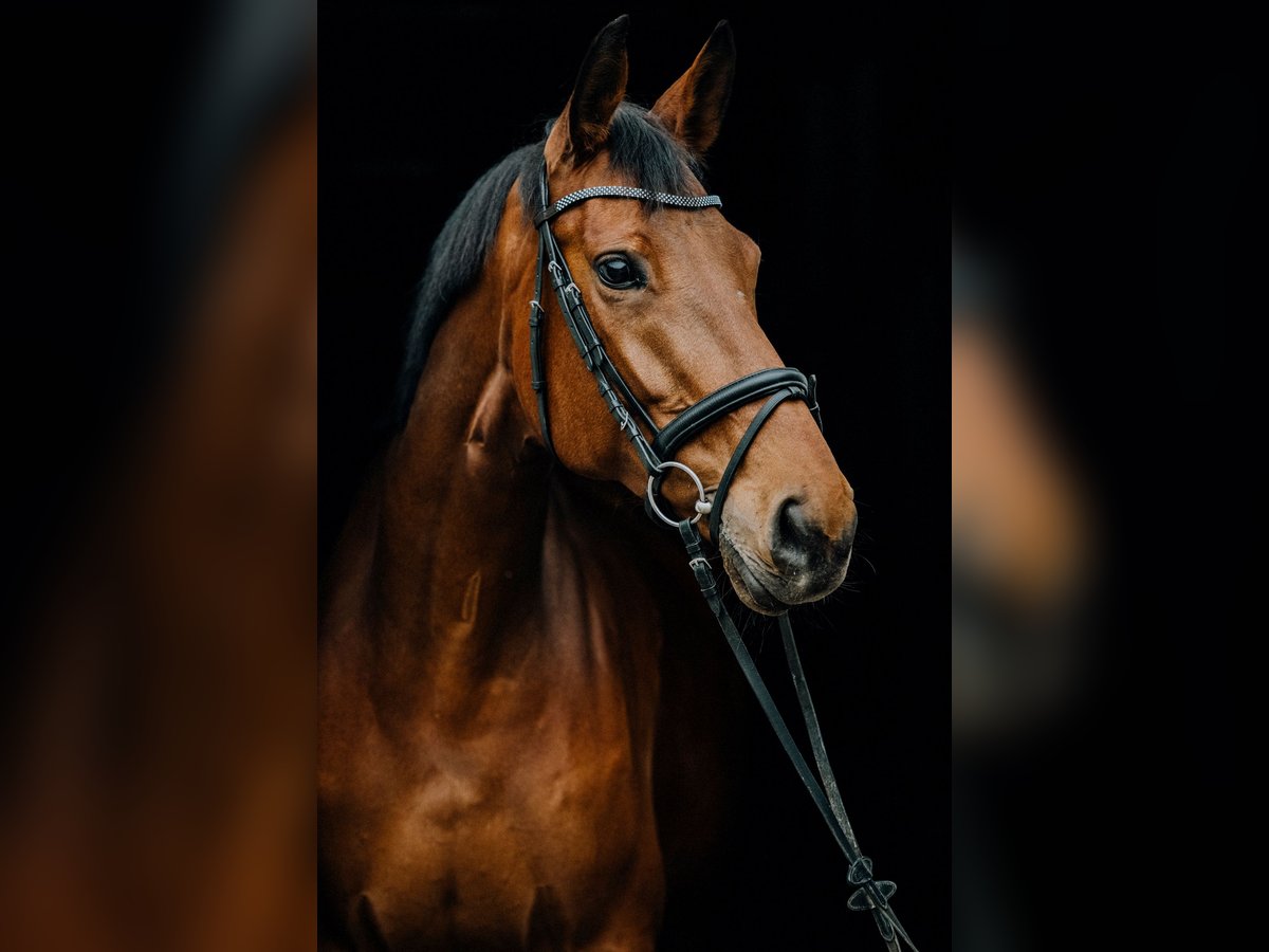 Belga Giumenta 10 Anni 173 cm Baio in Wilnsdorf