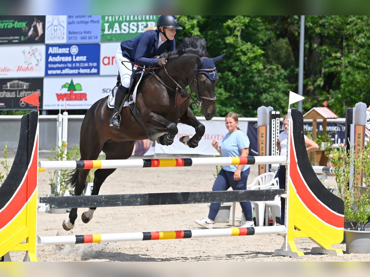 Belga Giumenta 11 Anni 170 cm Baio nero in Schopfheim