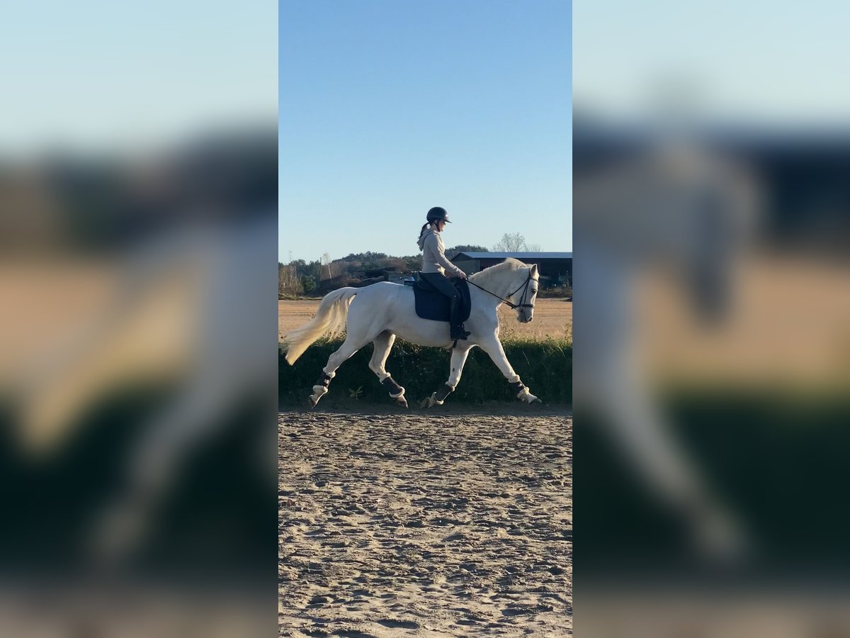 Belga Giumenta 13 Anni 163 cm Bianco in Sandefjord