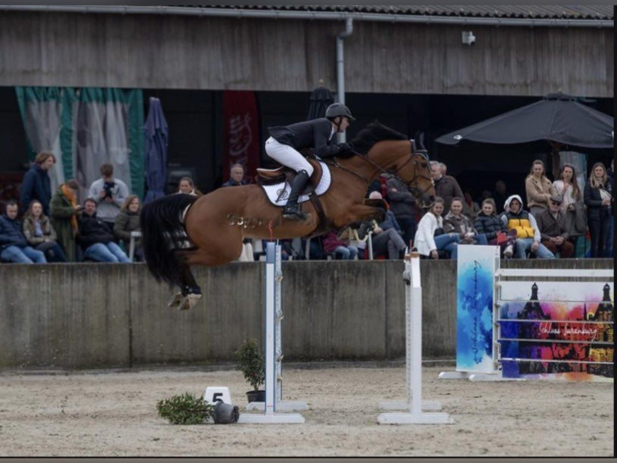 Belga Giumenta 13 Anni 164 cm Baio ciliegia in Mijas
