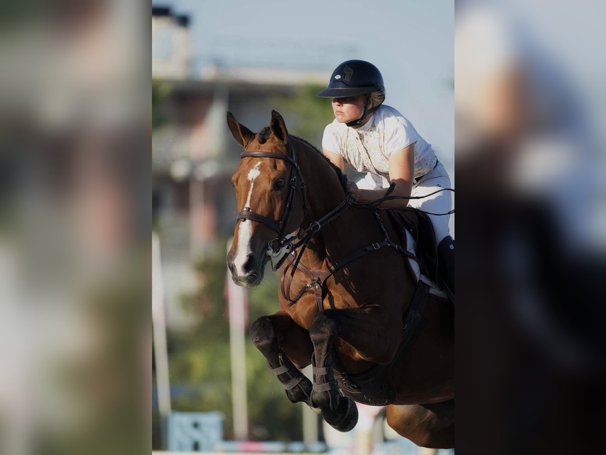 Belga Giumenta 13 Anni 164 cm Baio ciliegia in Mijas