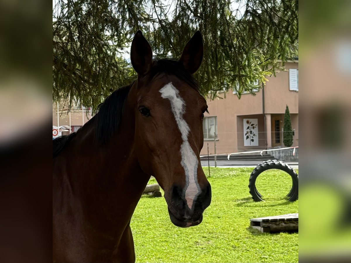 Belga Giumenta 13 Anni 168 cm Baio in Heimberg