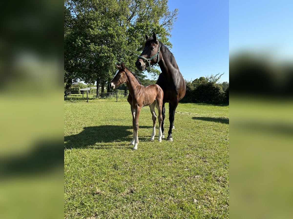 Belga Giumenta 13 Anni 168 cm Baio nero in Neerglabbeek