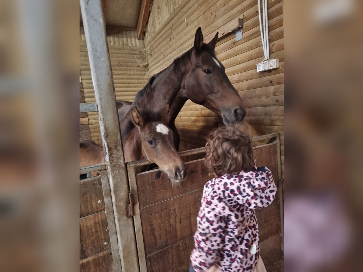 Belga Giumenta 16 Anni 175 cm Baio ciliegia in Pragersko