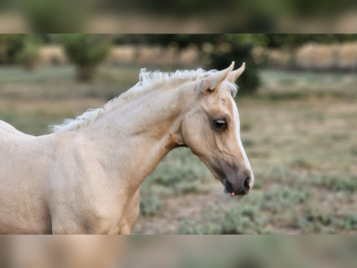 Belga Giumenta 1 Anno 135 cm Palomino in Visz