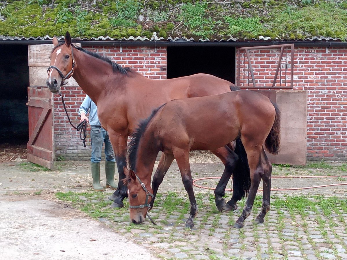 Belga Giumenta 22 Anni 169 cm Baio ciliegia in Wuustwezel