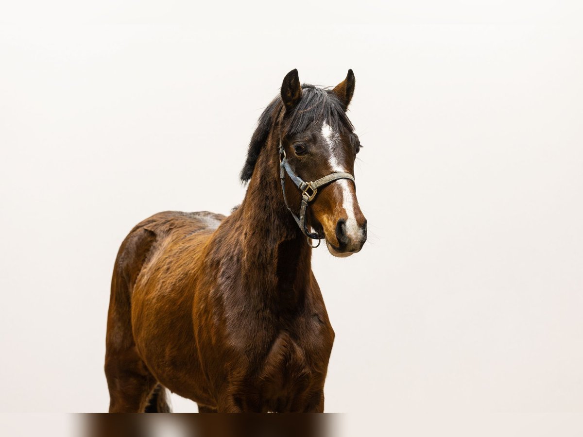 Belga Giumenta 2 Anni 136 cm Baio in Waddinxveen