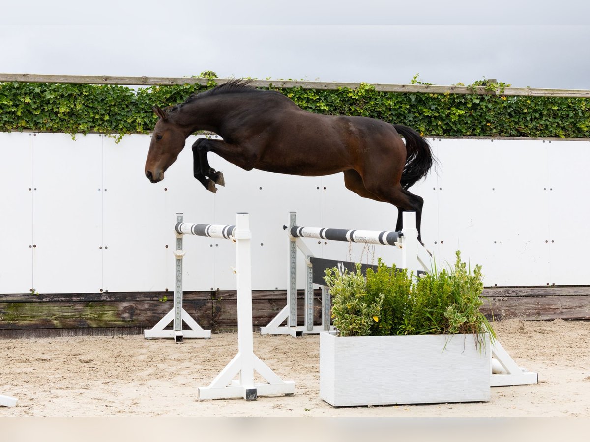 Belga Giumenta 3 Anni 158 cm Baio scuro in Waddinxveen Belga Giumenta 3 Anni 158 cm Baio scuro in Waddinxveen