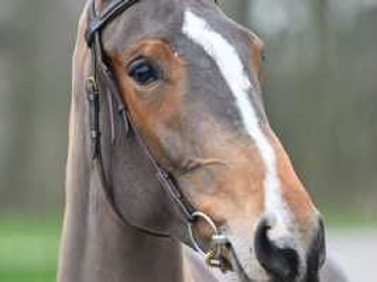 Belga Giumenta 4 Anni 168 cm Baio chiaro in Sint-Niklaas