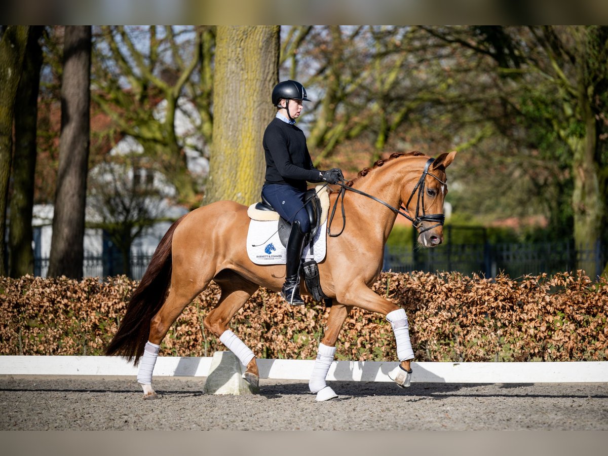 Belga Giumenta 5 Anni 165 cm Sauro in Weert