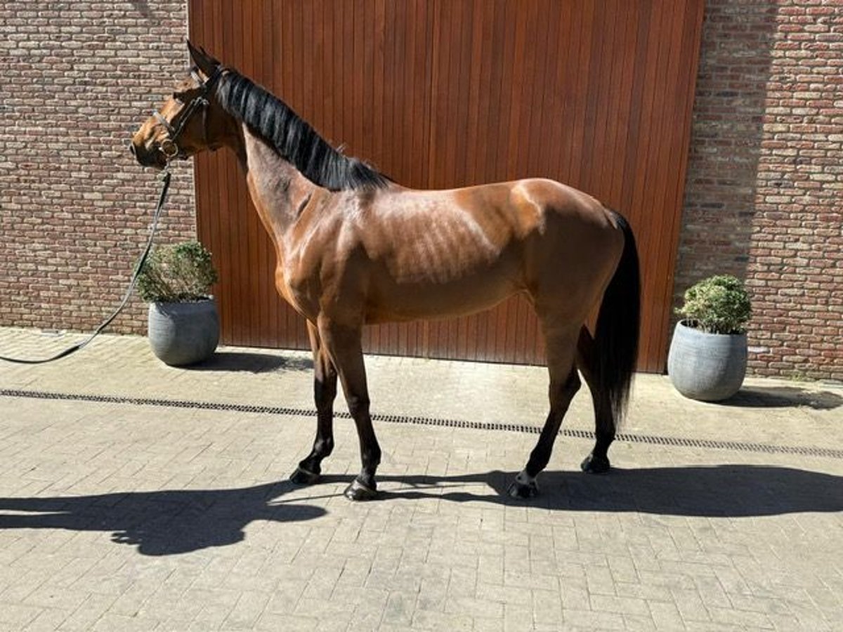 Belga Giumenta 5 Anni 168 cm Baio in Sint Gillis Waas