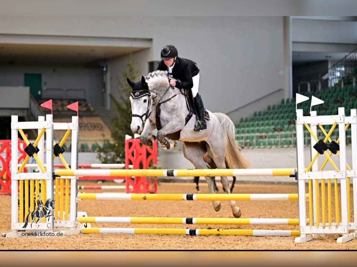 Belga Giumenta 5 Anni 170 cm Grigio in Oberstadion