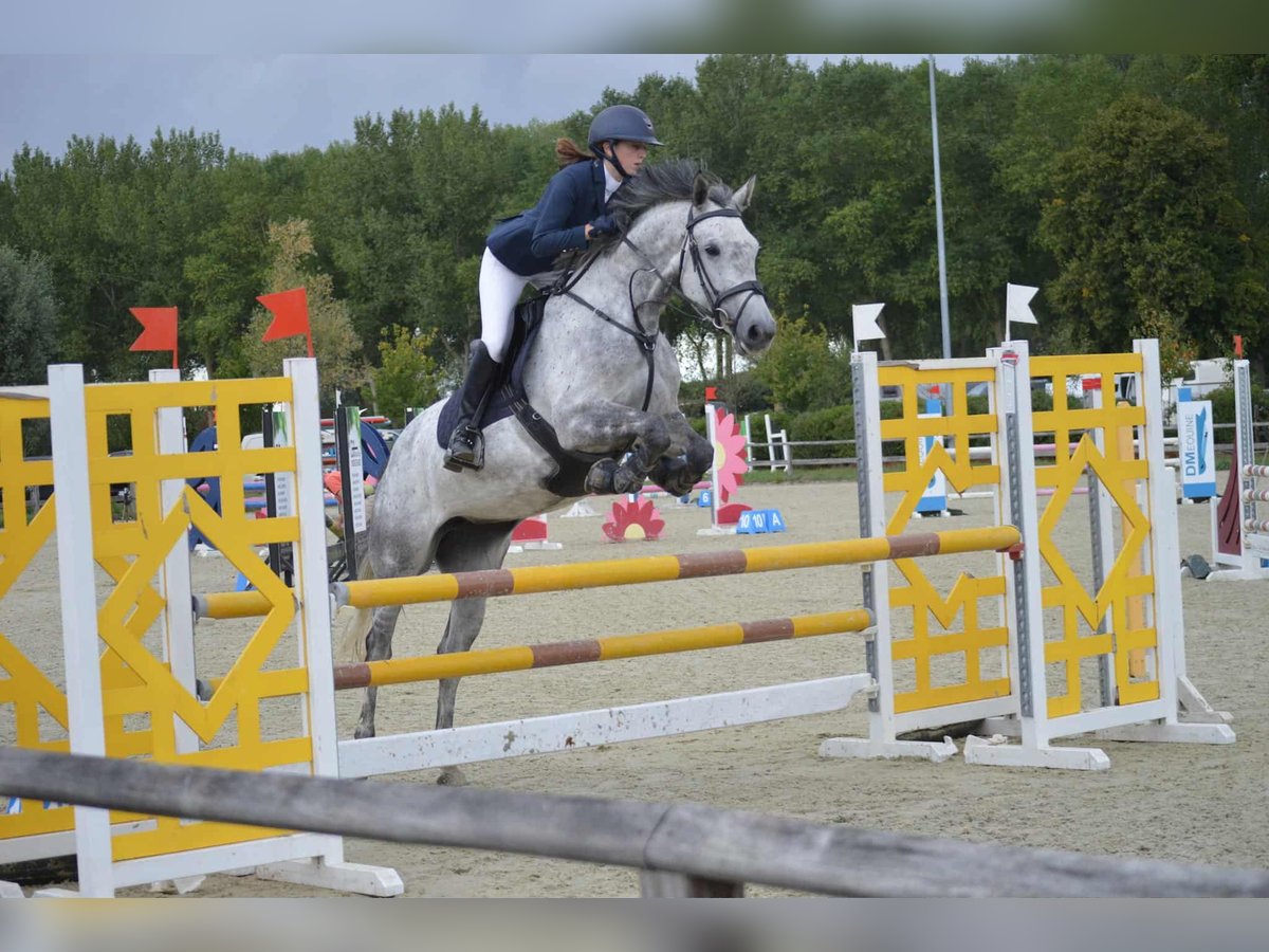 Belga Giumenta 6 Anni 158 cm Grigio in Zuienkerke