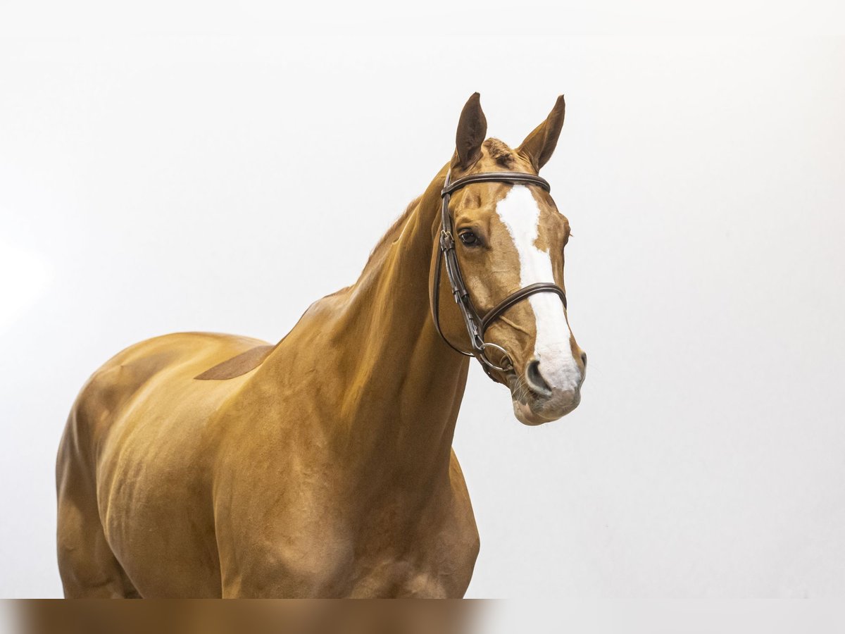 Belga Giumenta 6 Anni 173 cm Sauro in Waddinxveen