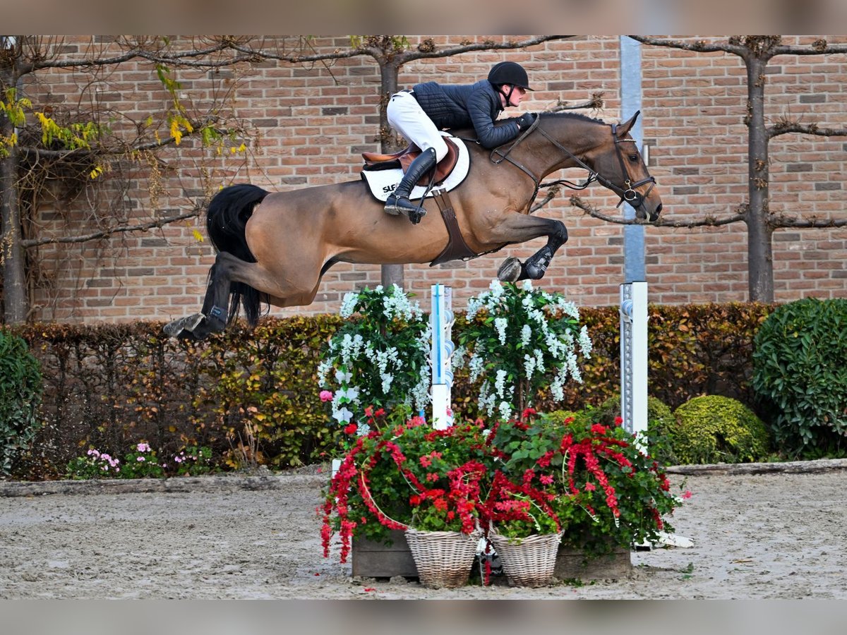 Belga Giumenta 7 Anni 176 cm Baio in Bladel