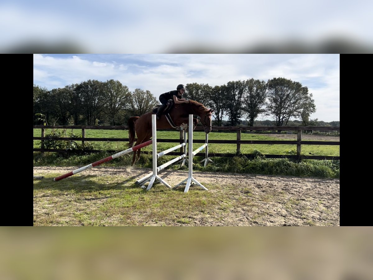 Belga Giumenta 8 Anni 166 cm Sauro in Neerglabbeek